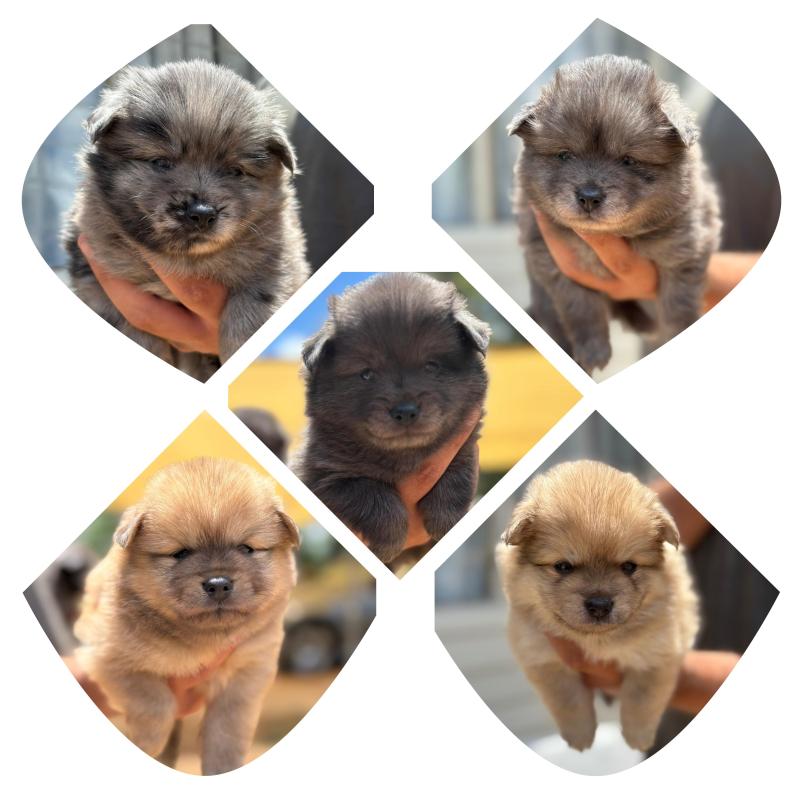 Pomeranian Puppies
