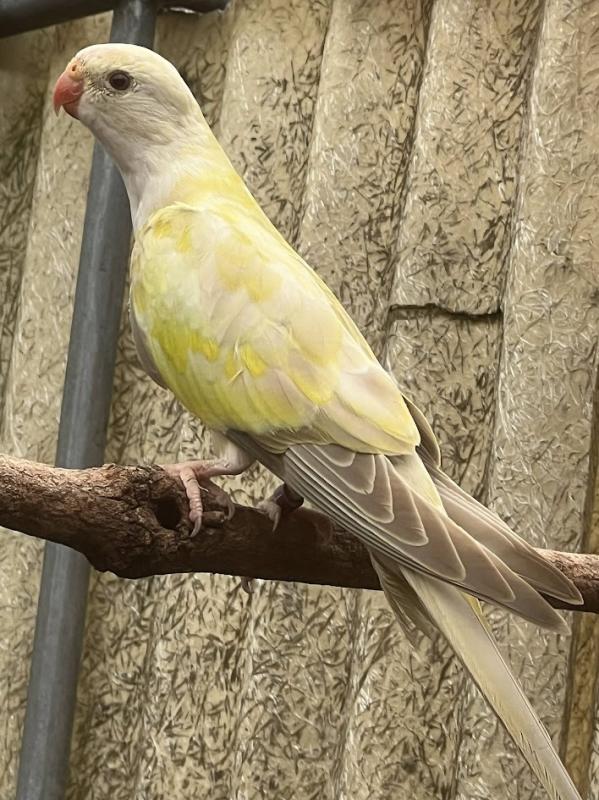 -  PRINCESS PARROT MUTATIONS -