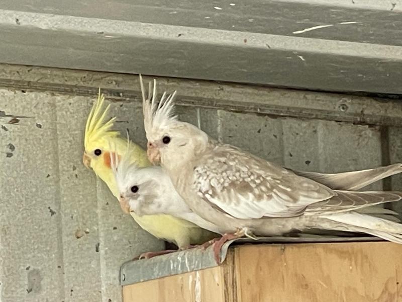 Cockatiels