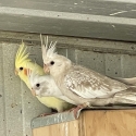 Cockatiels