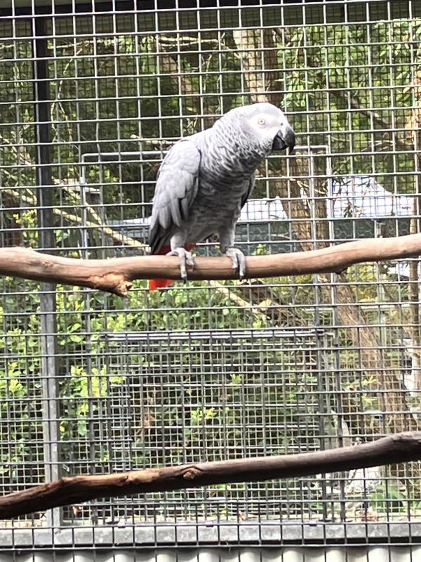 African Grey Hen