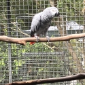 African Grey Hen