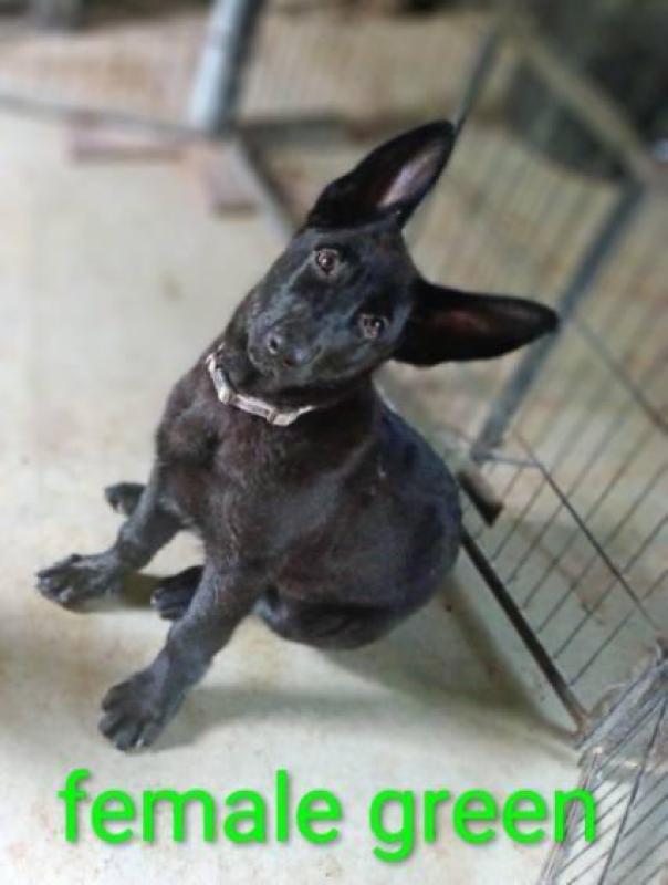 Black German Shepherd puppies