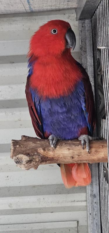 Eclectus Genuine Breeder