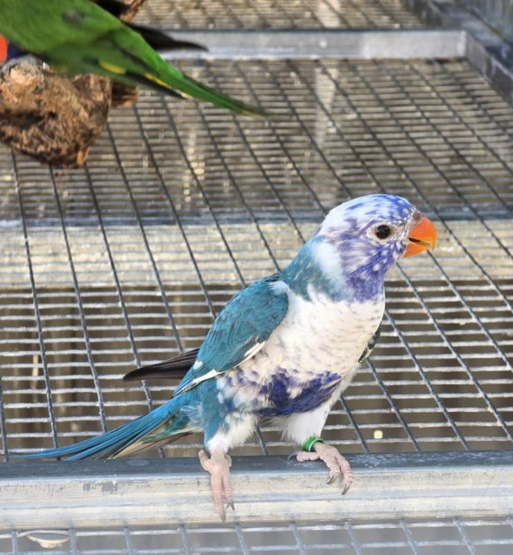 Blue series Rainbow SOLD