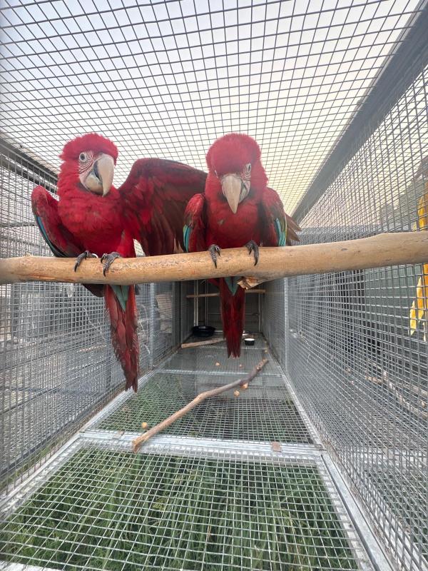 GREENWING MACAW BABIES