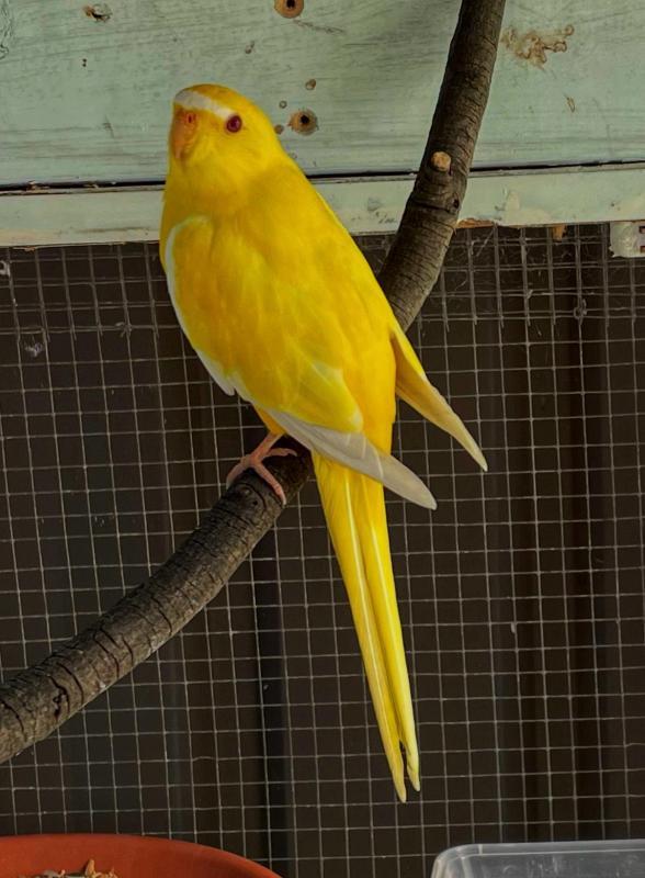 Lutino Split Elegants