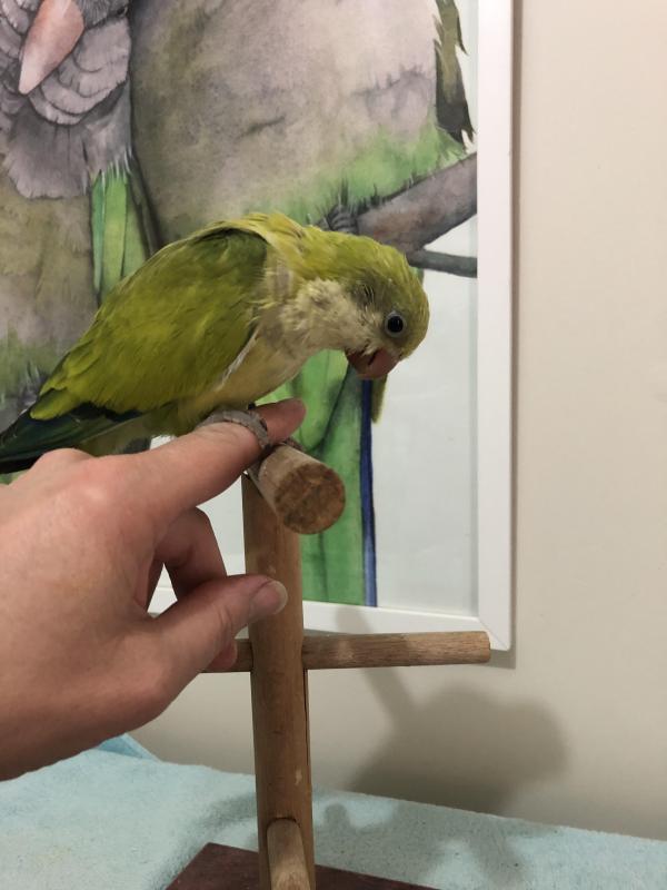 H/R Green Opaline Quaker