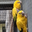 Mated Golden Conure unrelated pair