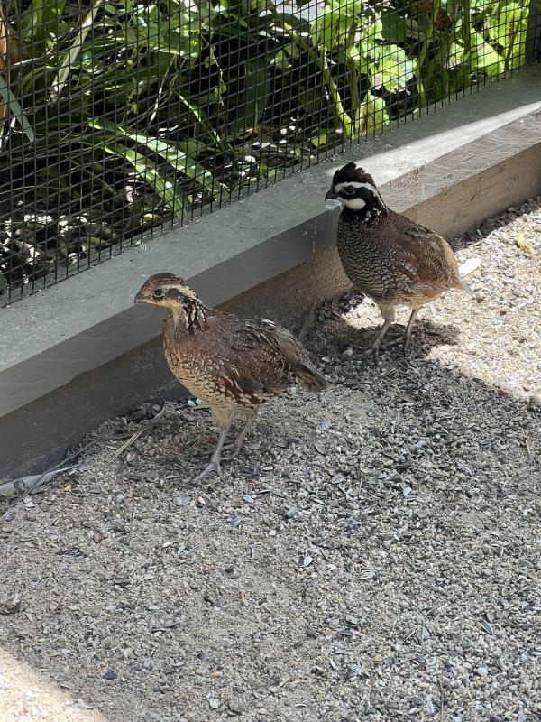 Bobwhite quail pair