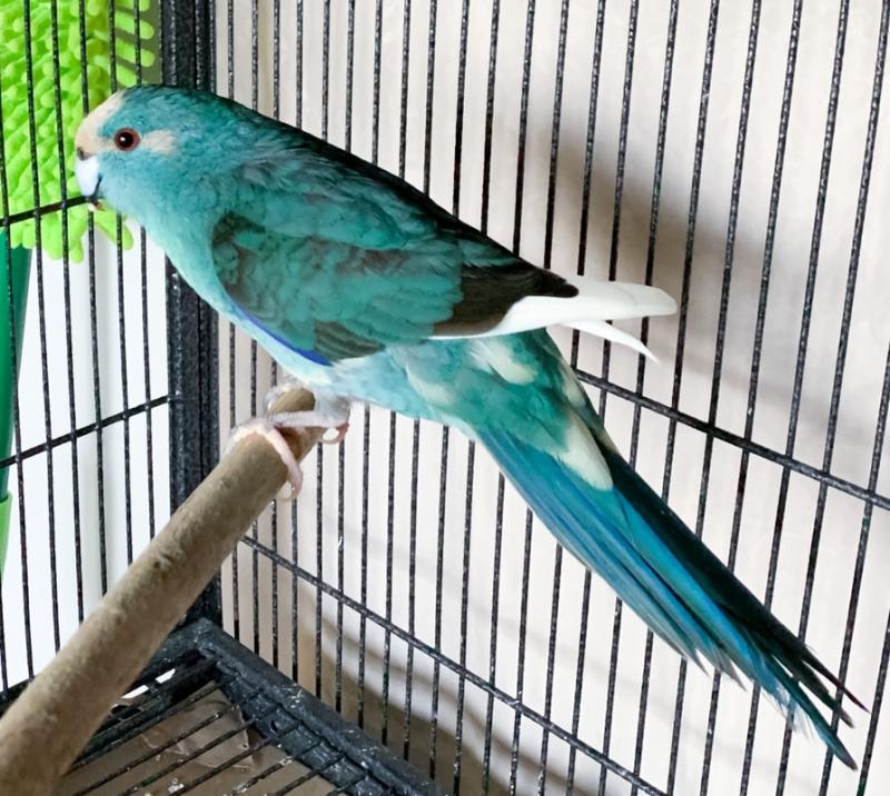 Female Kakariki WANTED