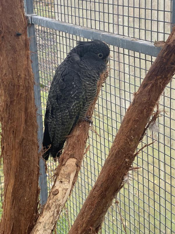 Gang Gangs Sell / Swap. Expressions of  interest .