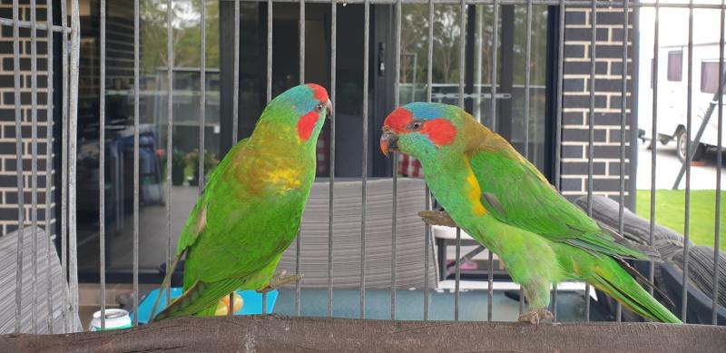 Musk Lorikeets