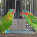 Musk Lorikeets