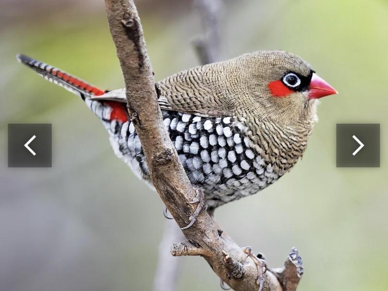 WTB Red Eared Fire tail Finch