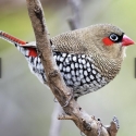 WTB Red Eared Fire tail Finch