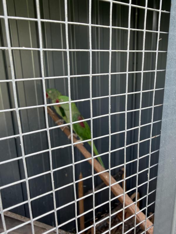 Alexandrine parrot for sale .