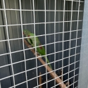 Alexandrine parrot for sale .