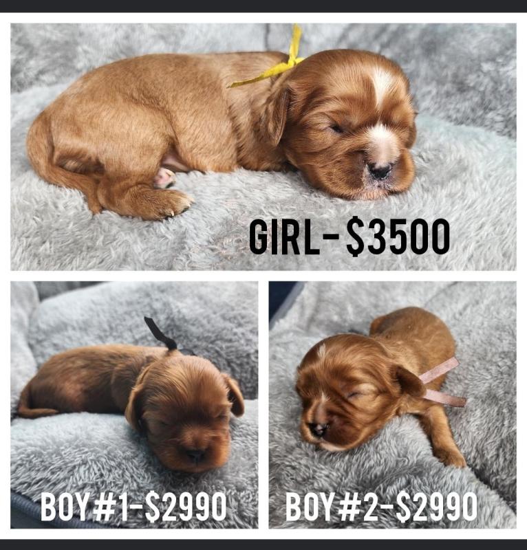 Cavalier King Charles  Male & Females Available