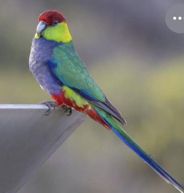 Wanted Red Cap parrots