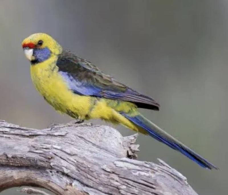 Wanted Tassie (green) rosellas