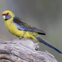 Wanted Tassie (green) Rosellas