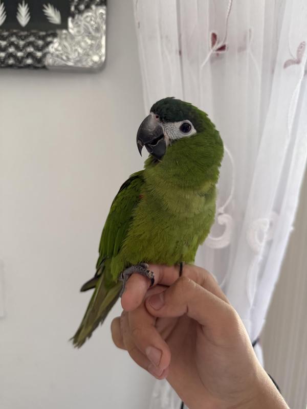 Hand Raised DNA Hahns Macaw