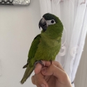 Hand Raised DNA Hahns Macaw
