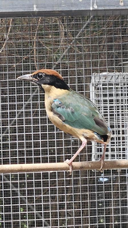 Noisy Pitta