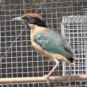 Noisy Pitta