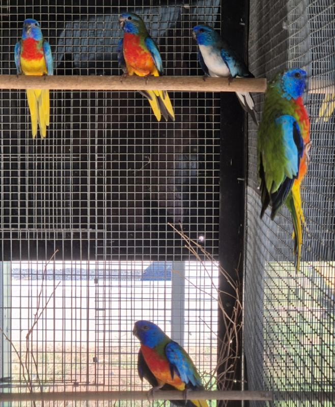 Scarlet chested parrots