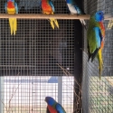 Scarlet chested parrots