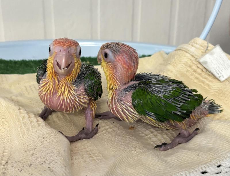 Hand raised White bellied Caiques
