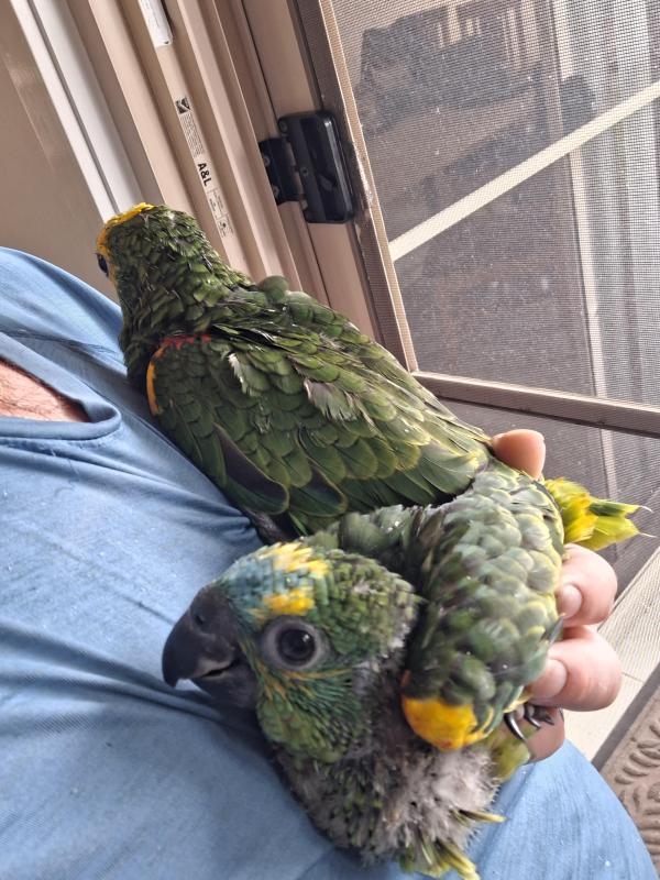 Handraised Blue Fronted Amazons