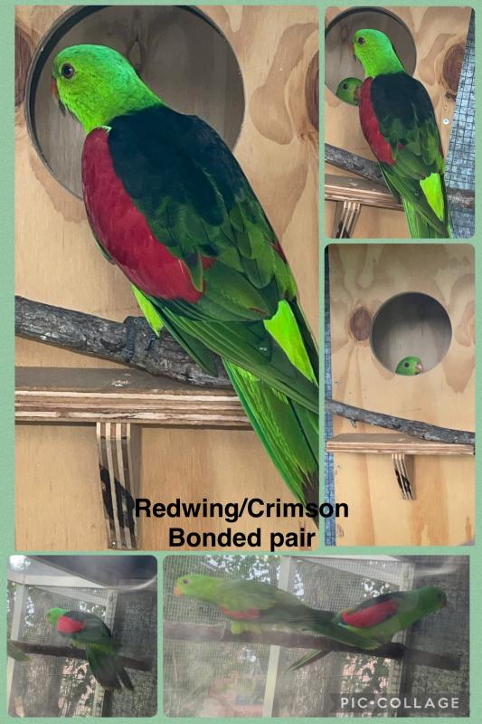 Avairy clearing downsizing