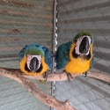 Blue and Gold Macaws
