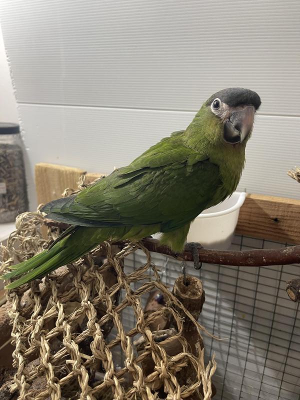 Handraised Hahns Macaw Female