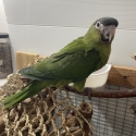 Handraised Hahns Macaw Female