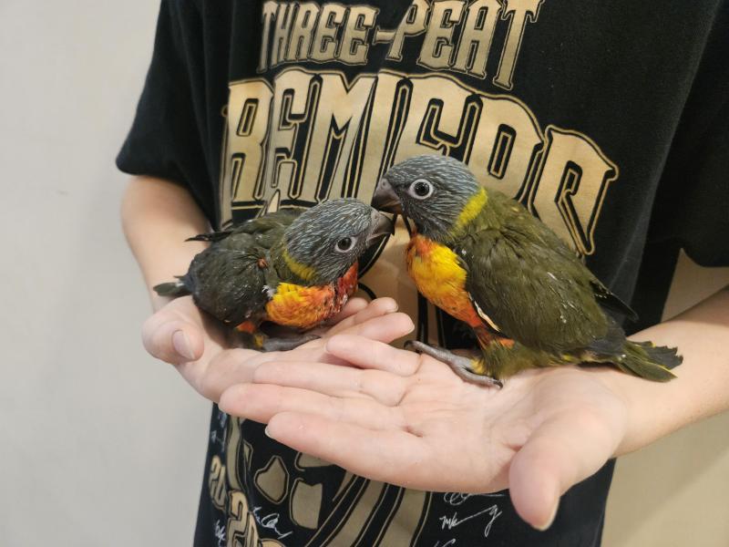 X2 olive/rainbow lorrikeets