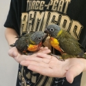 X2 olive/rainbow lorrikeets