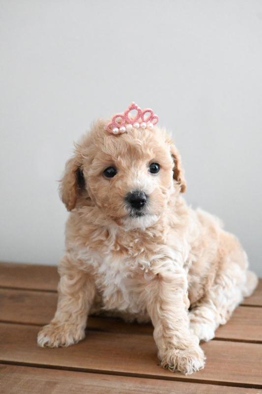 Bichoodle babies available (bichon frise x toy poodle)