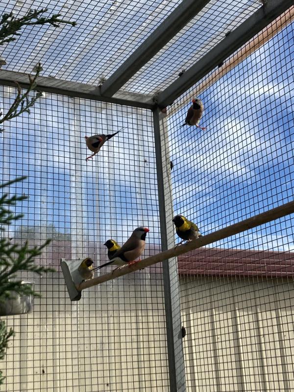 Parrot finches tricolour finches