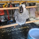 African grey 9 weeks old