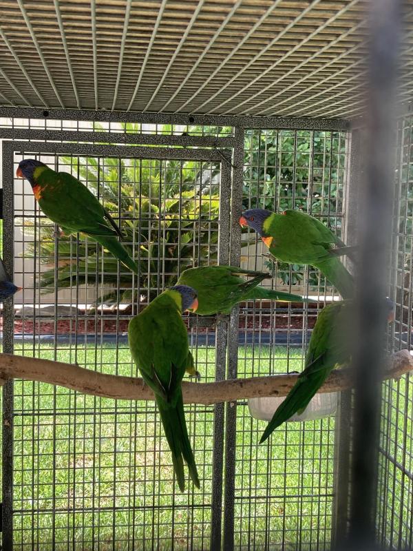 Rainbow lorikeet musk lorikeet scaly lorikeet