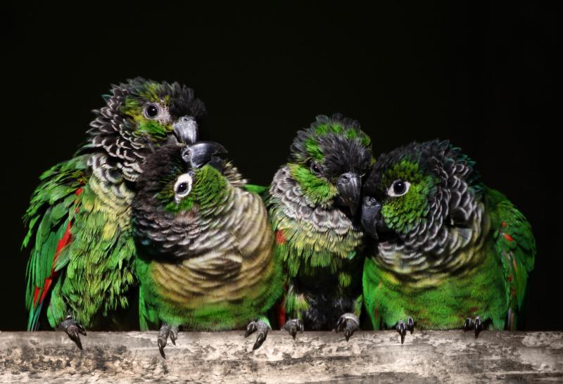 Handraised BlackCapped Conures