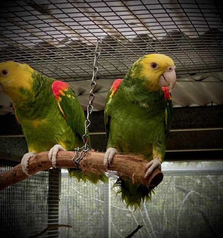 Double Yellow-headed Amazon (Amazona oratrix)