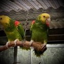 Double Yellow-headed Amazon (Amazona oratrix)