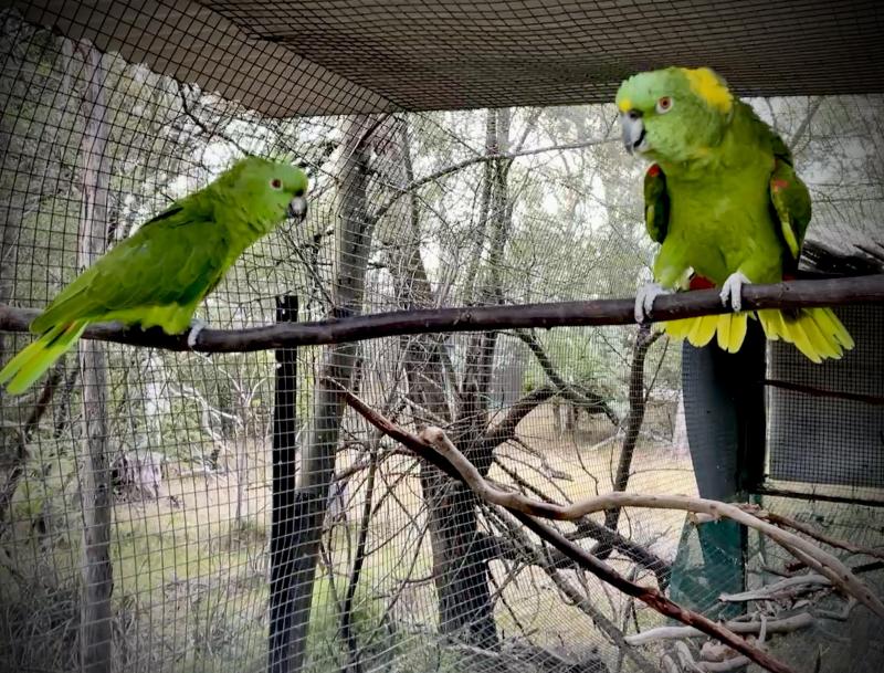 Yellow-naped Amazon (Amazona auropalliata parvipes)