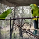 Yellow-naped Amazon (Amazona auropalliata parvipes)