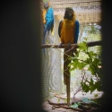 Blue & Gold Macaw (Ara Ararauna)